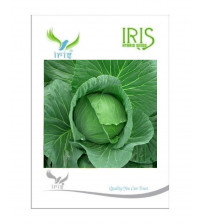 Iris F1 Cabbage / Patta Gobi 15 seeds